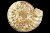 Large, Ammonite (Kranosphinctites?) Fossil - Madagascar #123134-1